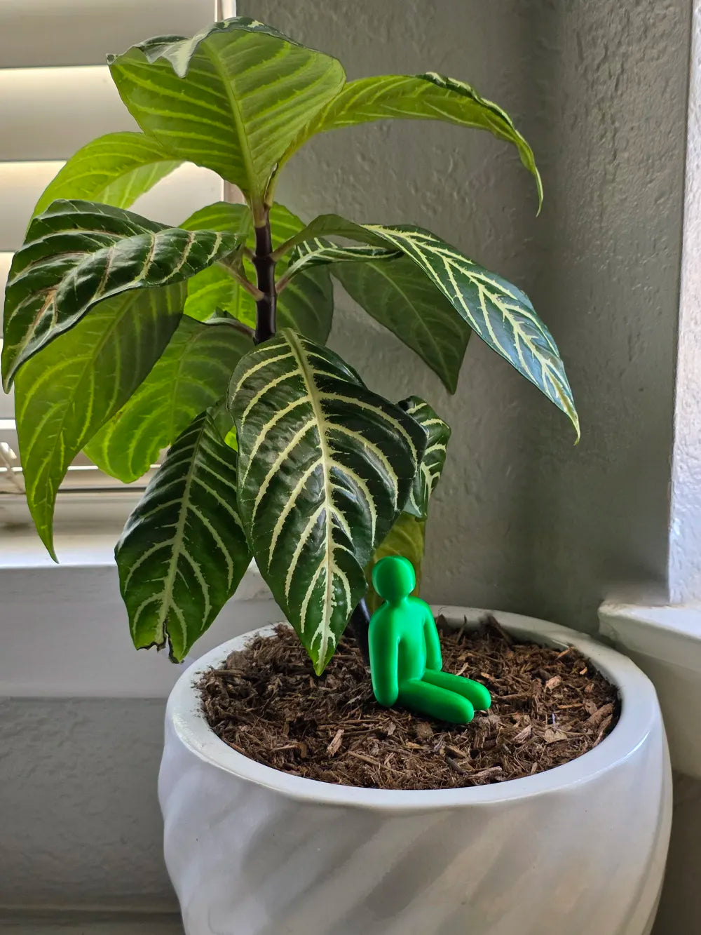 Pot